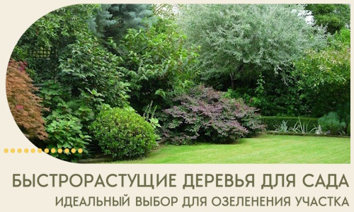 Быстрорастущие деревья для сада идеальный выбор в Октябрьском