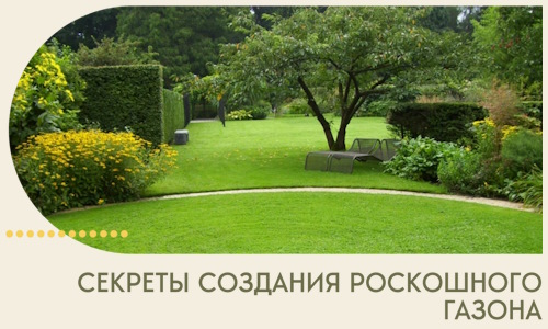 Секреты создания роскошного газона в Октябрьском